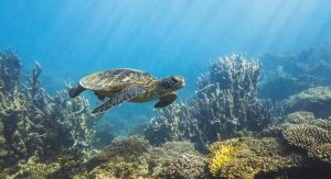 Florida Keys Groups Oppose Offshore Drilling
