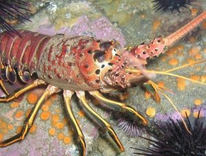 Florida Man Cited For Undersized Lobster