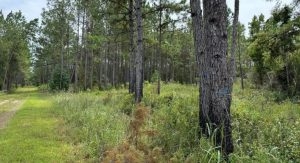Florida Protects 1 675 Acres Of Farmland