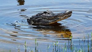 Florida Woman Loses Arm In Alligator Attack