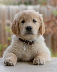 Fort Wayne S Ylni Farmers Market Elects Five Month Old Golden Retriever As Mayor