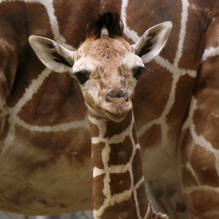 Fort Wayne Zoo Welcomes New Giraffe Calf