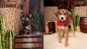 Fort Worth Humane Society Introduces Two New Adoptable Pets Kitten Troll Hunter