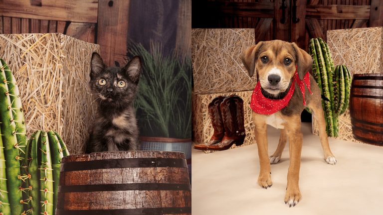 Fort Worth Humane Society Introduces Two New Adoptable Pets Kitten Troll Hunter