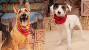 Fort Worth Humane Society Showcases Adoptable Dogs Garver And Cruella