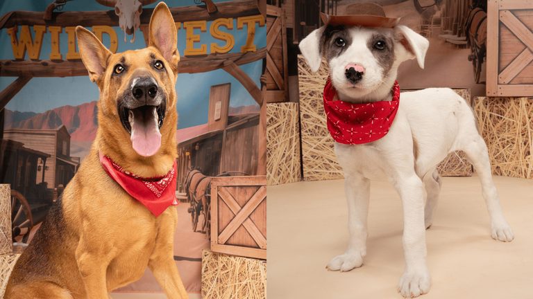 Fort Worth Humane Society Showcases Adoptable Dogs Garver And Cruella