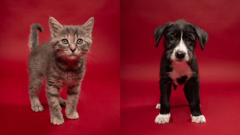 Fort Worth Mega Adoption Event