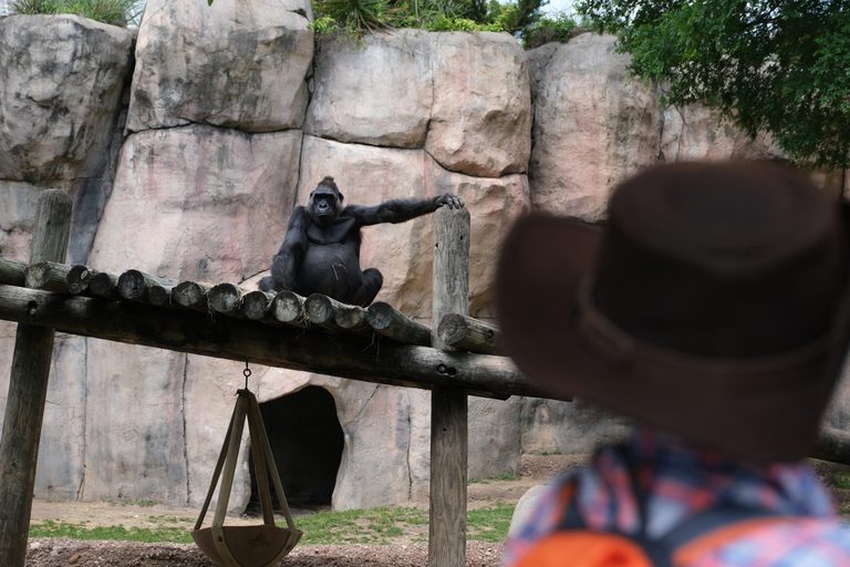 Fort Worth Zoo Receives 3 25 Million Matching Gift To Expand Gorilla Habitat