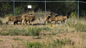 Fountain Hires Local Family S Sheep For Seasonal Weed Control At Power Substatio