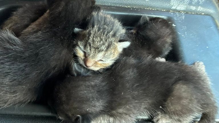 Four Kittens Rescued From Couch Bound For Chaffee County Landfill