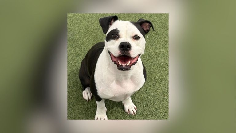 Free Pet Adoption Day At Keller Humane Society Celebrates 50Th Anniversary