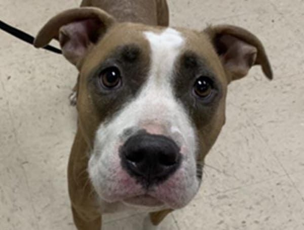 Free Pet Adoptions Offered Aug 26 30 At Pasco County Animal Services In Land O L