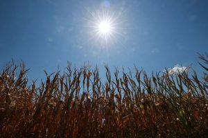French Drought To Halve Maize Crop