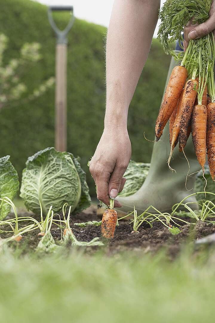 Gardening Tips For A Bountiful Harvest