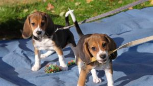 Gene Edited Beagles May Be Future