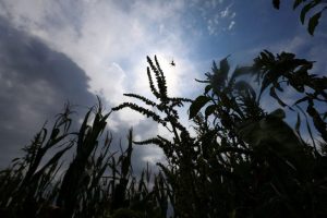 Global Food Prices Hit 3 Year High