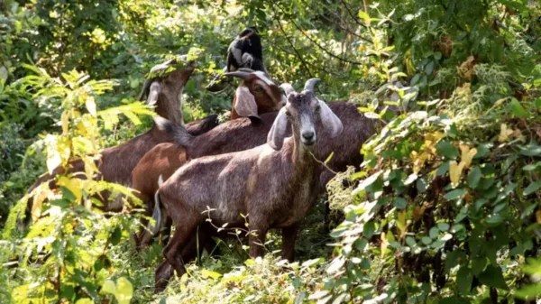 Goats Return To Wyman Park Dell