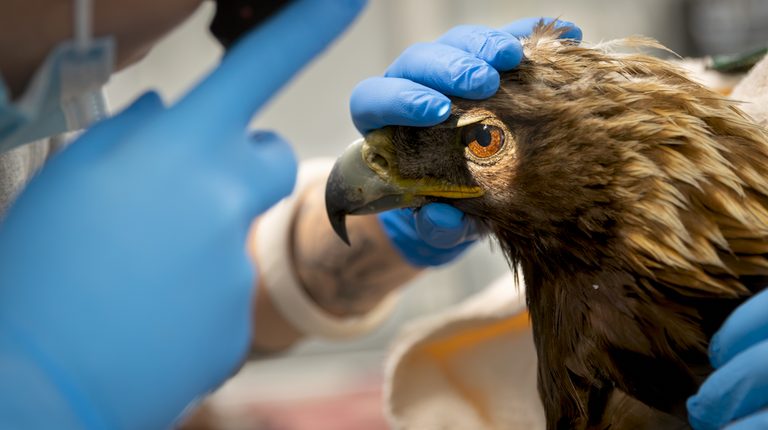 Golden Eagle Released Near Summer Lake After Successful Rehabilitation In Bend