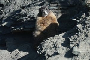 Gothic Launches First Fat Marmot Week To Support Local Wildlife Research