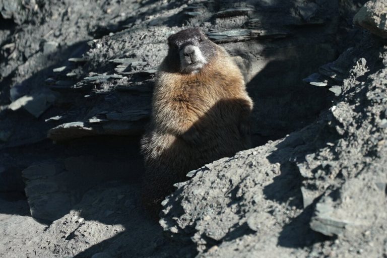 Gothic Launches First Fat Marmot Week To Support Local Wildlife Research