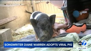Grammy Songwriter Diane Warren Adopts Runaway West Hollywood Pig