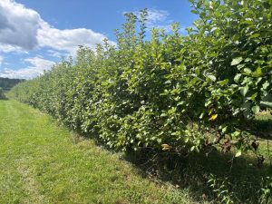 Granby Fruit Farms Face Smaller 2026 Harvest After Late Spring Frost And Bear Da