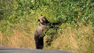 Grand Teton National Park Moves Forward With Multi Use Pathway Along Moose Wilso