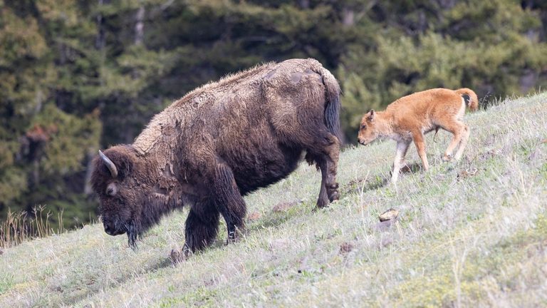 Grand Teton National Park Shares Guide To Baby Animal Names For Visitors
