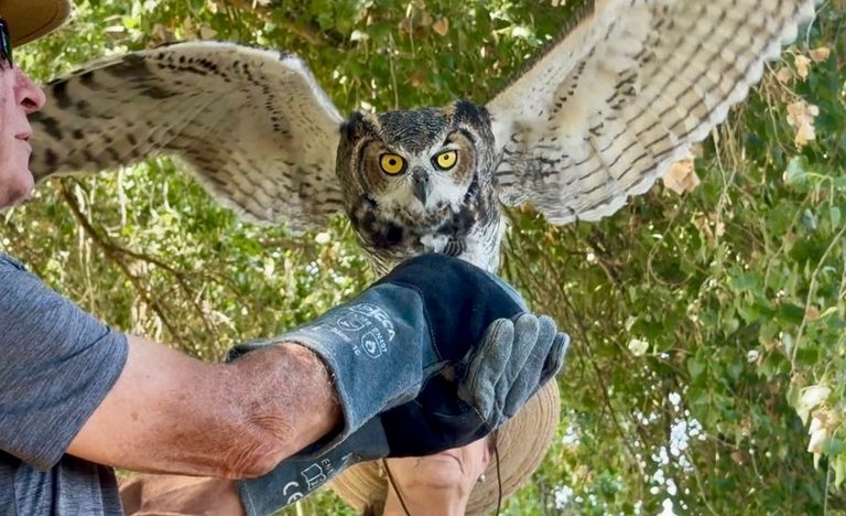 Great Horned Owl Hootie Soars Free After Rehab At Tularosa Farm