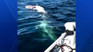 Great White Shark Observed Feeding Off Whale Carcass Near Portsmouth