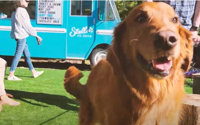 Green Acres Food Truck Park Hosts Pups Putts Pints Dog Golf And Beer Festival