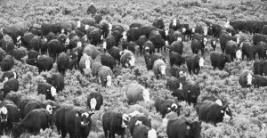 Grizzly Bear Habitat Threatened By Cattle Grazing