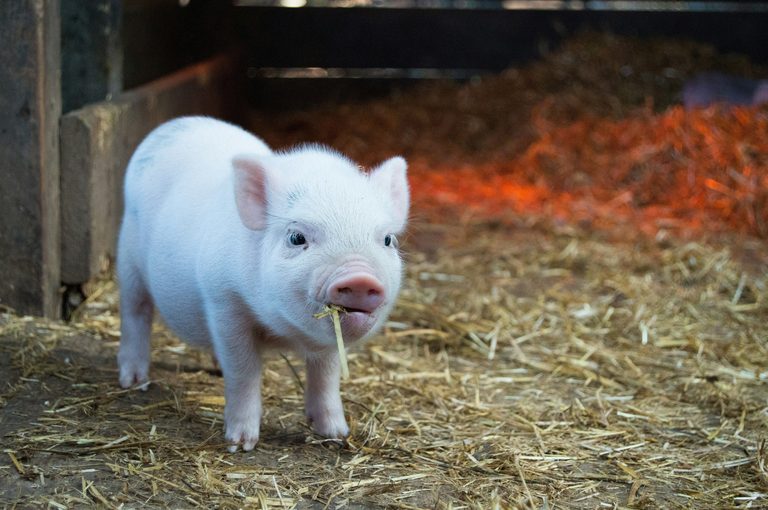 Gruner S Ham And Jam Pig Races Return To Casper