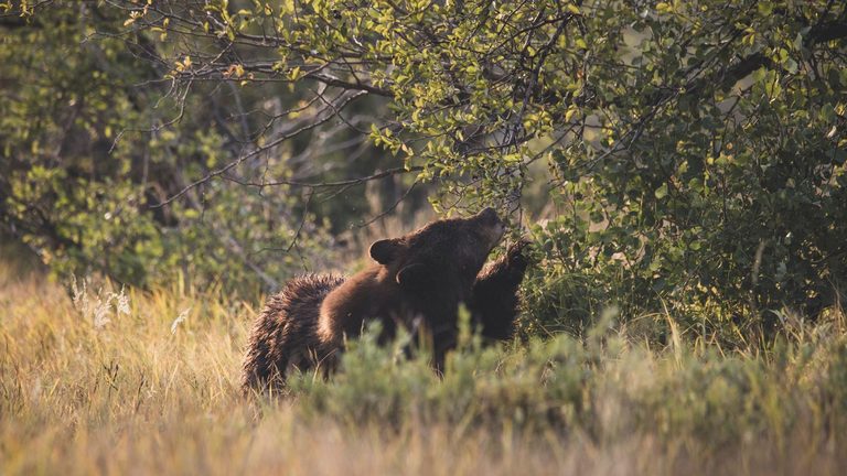 Guidelines For Harvesting Wild Huckleberries In Bridger Teton National Forest