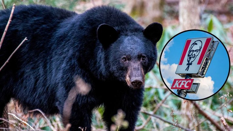 Harlan County Resident Reports Bear Entering Home And Eating Kfc