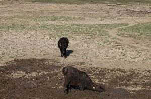 Heatwave Deaths Underestimated