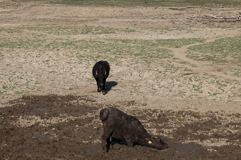 Heatwave Deaths Underestimated
