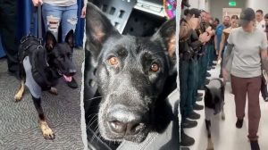Hero K 9 Returns To Duty