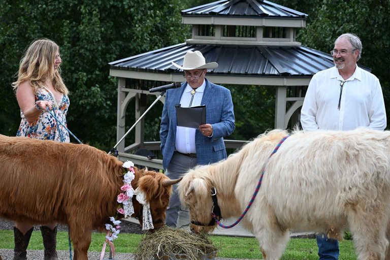 Highland Cows Olaf And Anna Wed At Washington County Winery