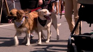 Highlands Festival Returns To Baxter Avenue Celebrating Community And Dogs