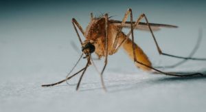 Hillsborough County Confirms Eighth Dengue Case