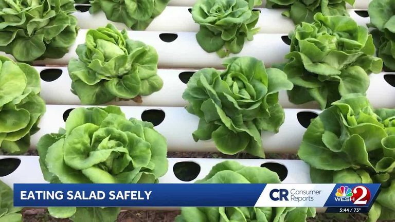How To Keep Your Family Safe While Enjoying Salad During The Lettuce Outbreak