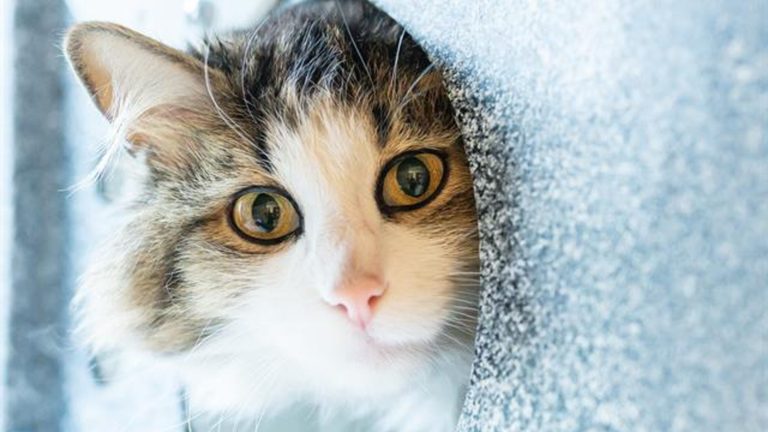 Hsppr Pet Of The Week Kiki