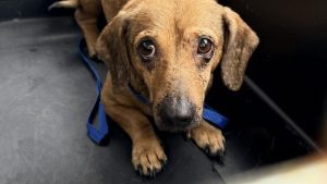 Humane Society Of Tampa Bay Takes In 21 Dachshunds Rescued From Hoarding Situati