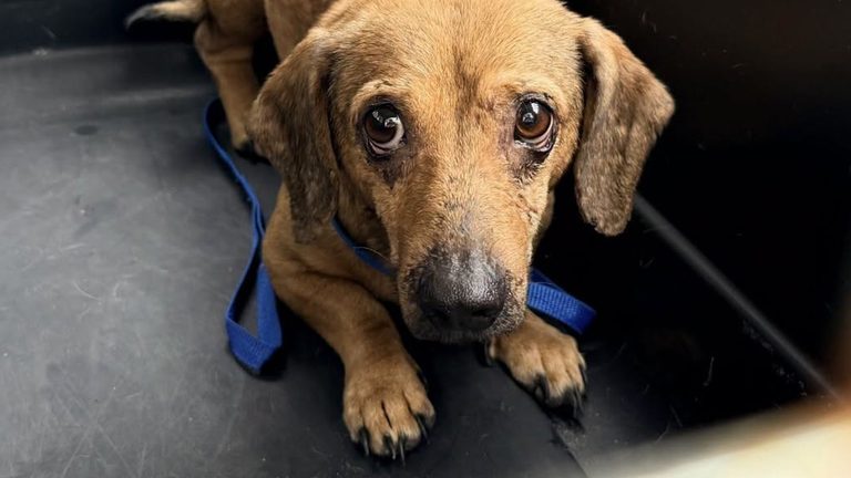Humane Society Of Tampa Bay Takes In 21 Dachshunds Rescued From Hoarding Situati