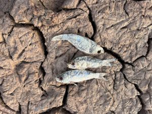Hundreds Of Fish Die As Drought Dries Pond In Exeter S Pinhoe Estate