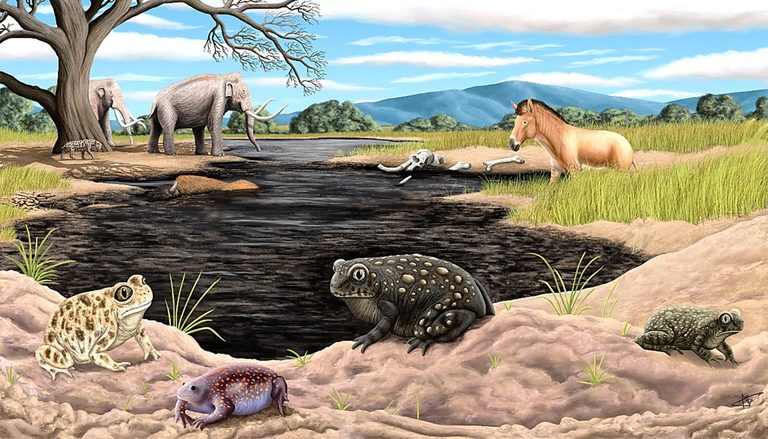 Ice Age Toad Discovered At La Brea Tar Pits
