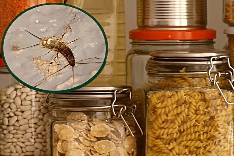 Idaho Homeowners Warned Of Silverfish Infestation