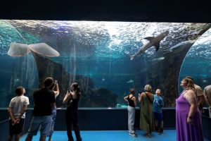 Invasive Species Invade Mediterranean