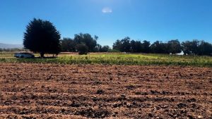 Invasive Species Pose Growing Threat To Central Coast Water Systems And Farms